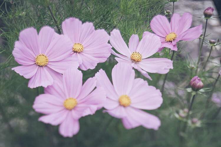 flowers - How to Find Interesting Subjects for Photography in a Boring Place