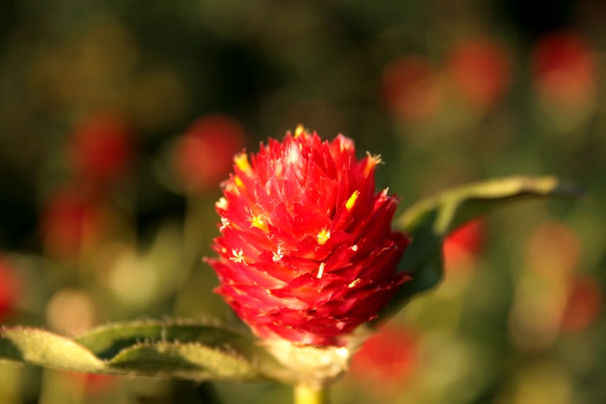 Fall Bokeh in Minneapolis