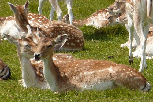 Dyrham Park - fallow deer