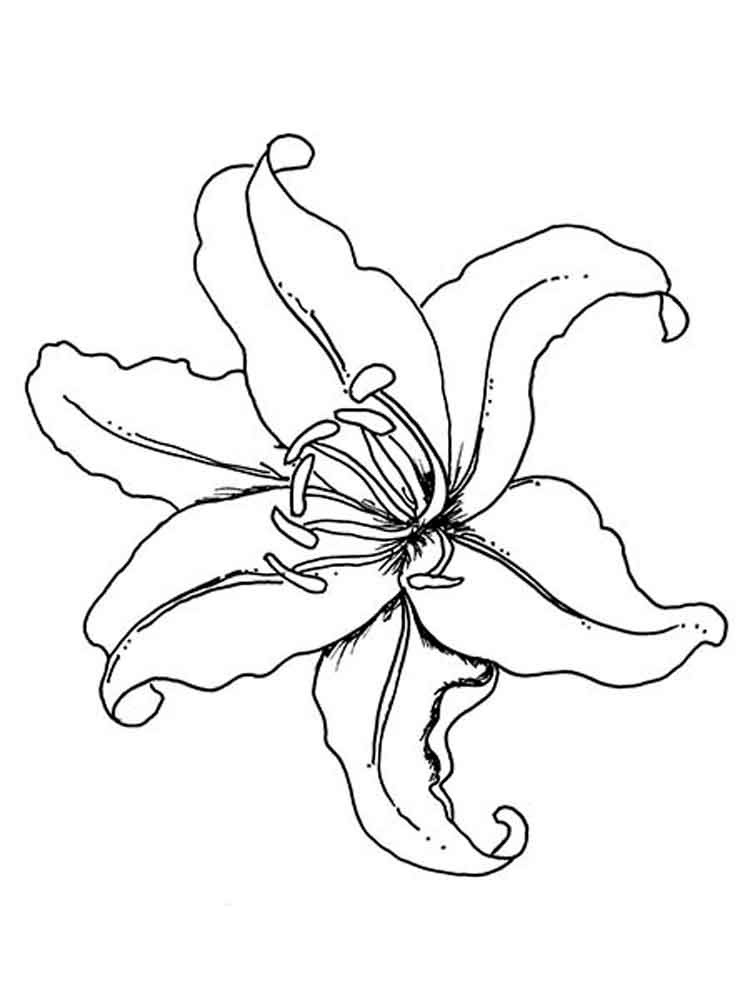 Download Columbine Flower Drawing at GetDrawings | Free download