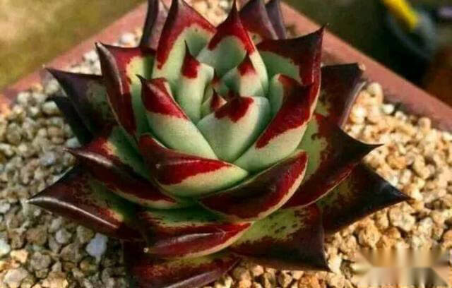 新手如何选择多肉植物品种 其他科属 养花百科坊