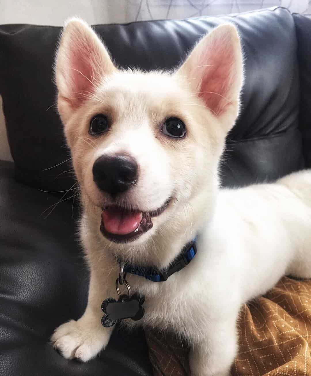 Corgi Husky Mix / Horgi / Siborgi: Essential Information ...