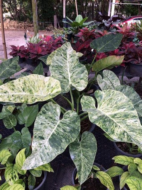 The spruce / kara riley coleus is a petite houseplant grown almost exclusively for its bold, col. Variegated giganteum. There are young plants for wholesale