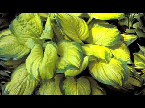 Video Hosta Mouse
