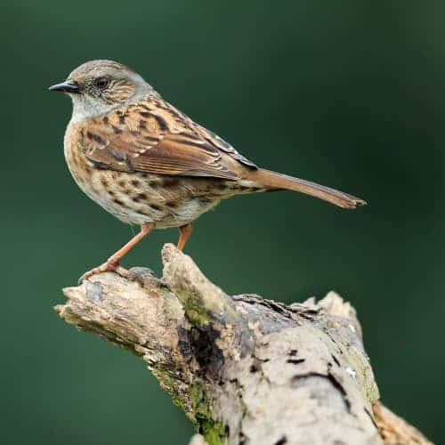 All About The Dunnock Gardenbird