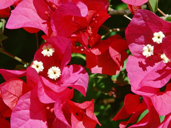 ８月１６日 ブーゲンビレア Bougainvillea ３６６日への旅 誕生花編 今日は誕生花