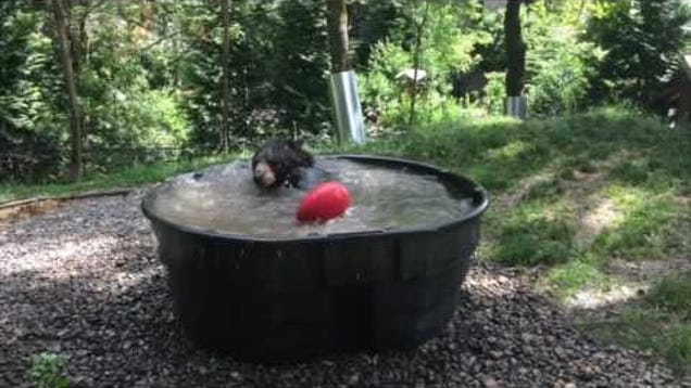 Sorry Folks, Tub's Taken