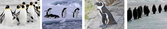 pinguinos
