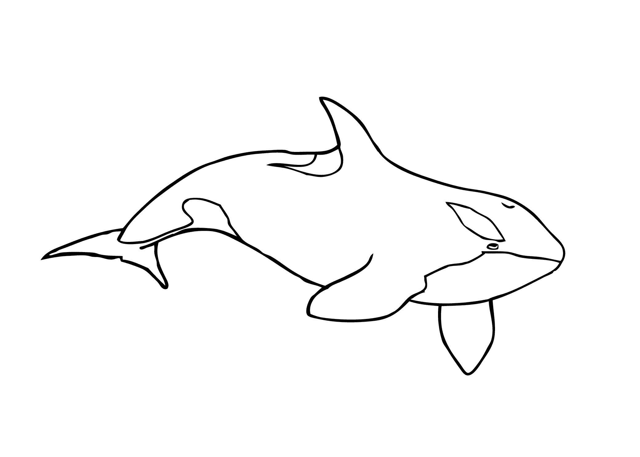 Killer whale coloring pages to download and print for free