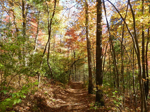 naturenotefDSCN7166