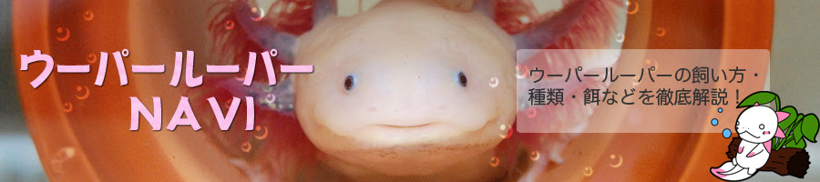 ウーパールーパーが動かないけど病気なのか