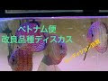 画像 ディスカス 性別 見分け方 114653