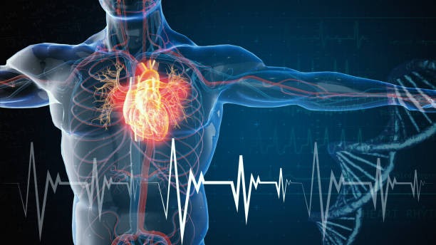 Cardiovascular System : Stress Effects On The Body Cardiovascular - Components include the heart, blood vessels, and blood.