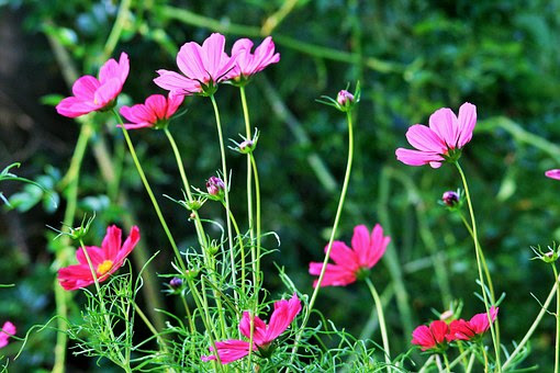 コスモスの色別の花言葉や由来について 怖い意味もある 植物navi