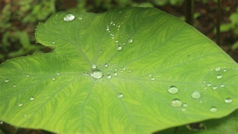 Enter search terms and tap the search button. How do taro leaves repel water? | Research Matters