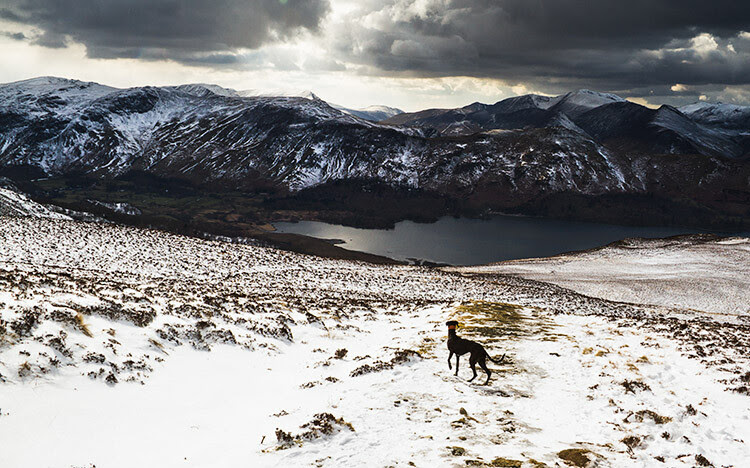 Sheep worrying causes a significant loss of livestock annually and it can cause farmers to revoke access to their land.