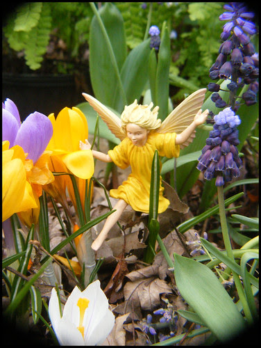 The Crocus Fairy