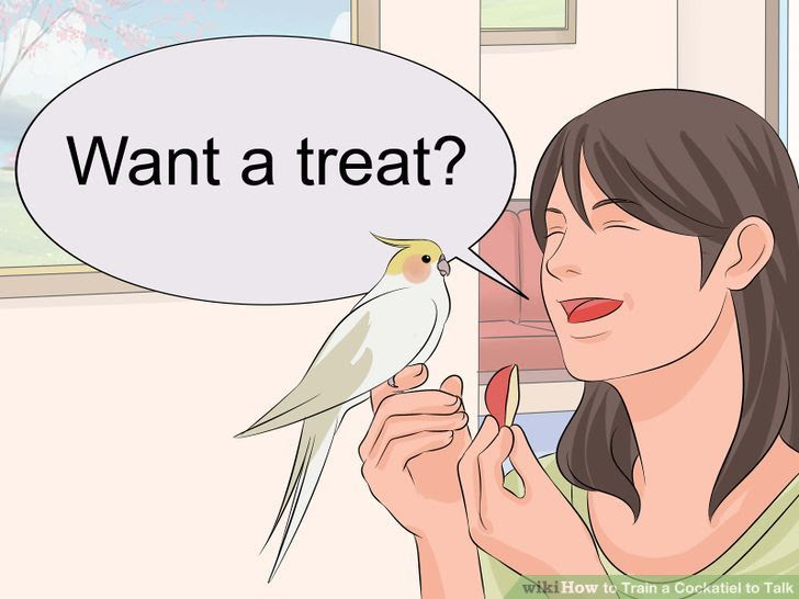 Train a Cockatiel to Talk Step 9.jpg