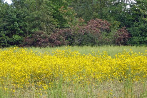Field of Flowers in Mena Arkansas