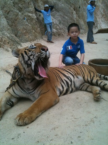 Tiger temple