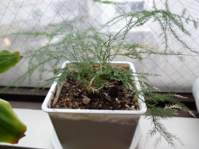観葉植物のアスパラガスの植え替え 足つぼの湧泉