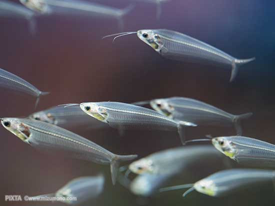なま ず ランスルーセント グラスキャット なま ず なま ず 熱帯魚のことなら みずものコム