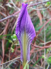 20070201 Douglas Iris