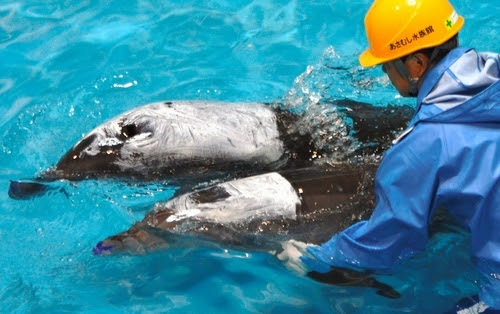 朝日新聞デジタル ２頭のイルカ 陸路はるばる 青森 浅虫水族館 ニュース特集