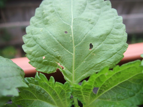 ベランダ菜園 大葉に虫食いが