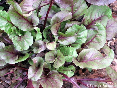 Cluster of beet greens, all sprouted from one seed - FarmgirlFare.com