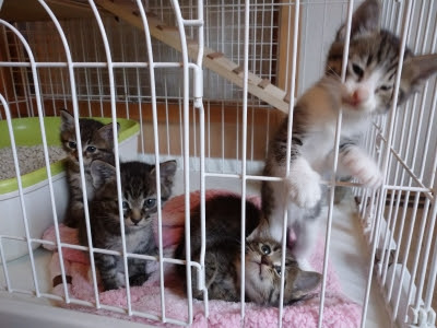 名前決まりました ポチたま会の犬猫保護日記