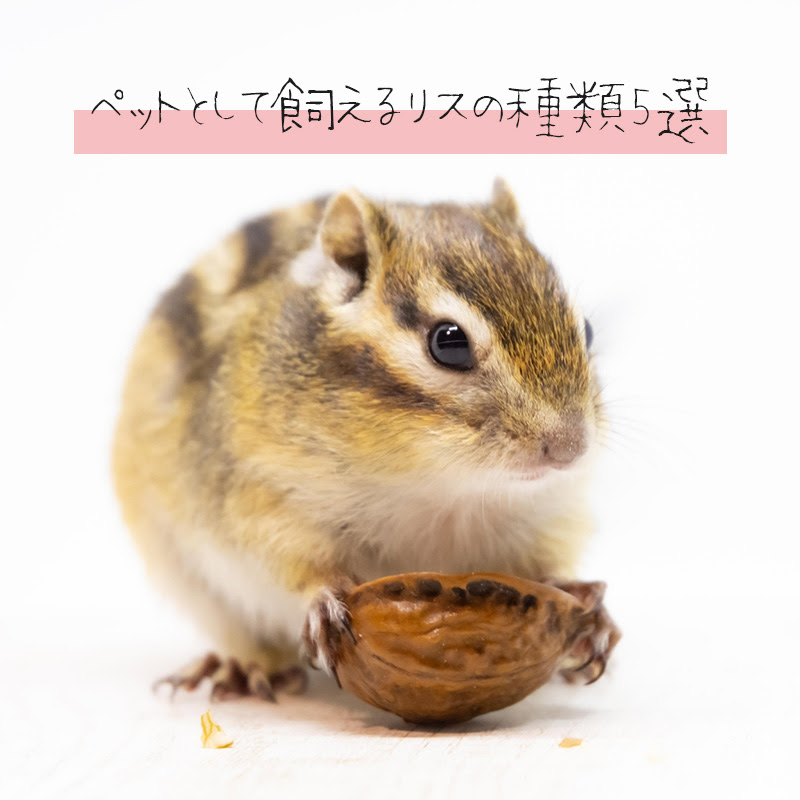 ペットとして飼えるリスの種類5選 リスを飼うときの注意点は
