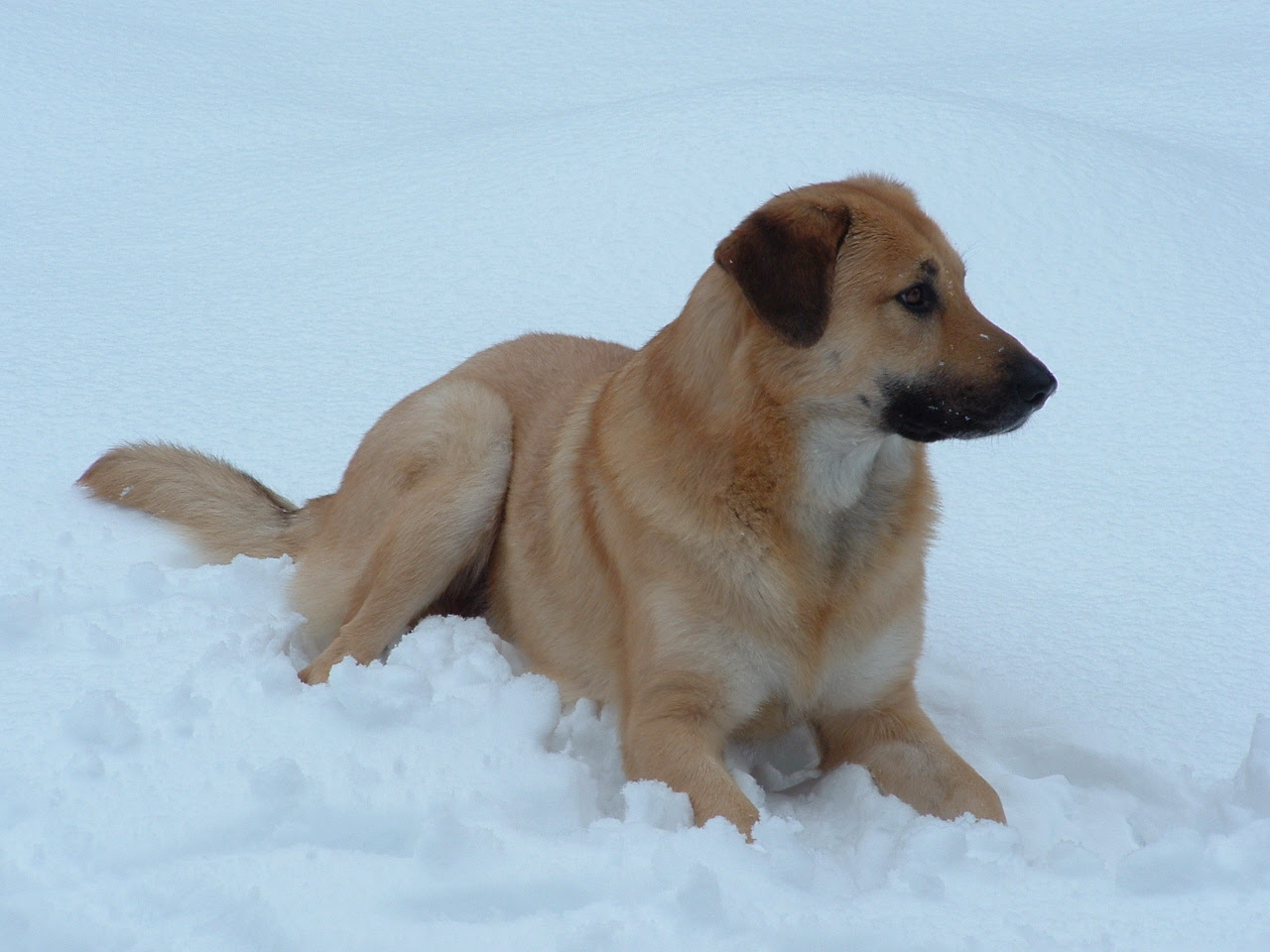 Chinook Dog Facts, Temperament, Care, Training, Puppies, Pictures