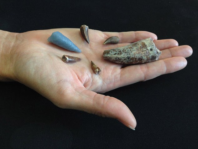 To study the tooth, without destroying the bone, researchers used computed tomography (CAT) scans to build a 3D model of it (pictured in blue). A selection of other, fossilised phytosaur teeth are pictured. The tooth was found in the bone of a rauisuchid, a large land reptile. Until now, experts did not think the creatures interacted