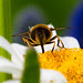 Syrphidae - blomsterflue