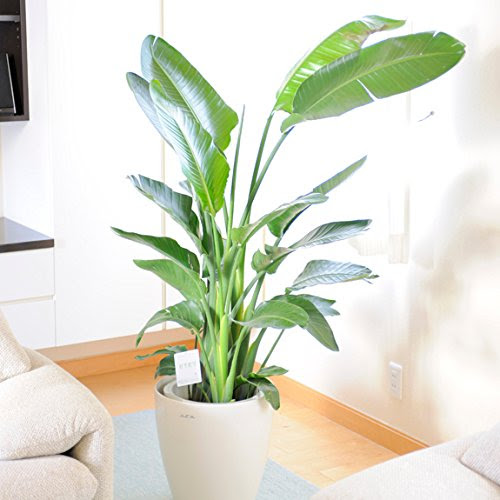 部屋がおしゃれになる観葉植物２５選 おすすめのインテリアグリーンをご紹介します 建築士が教える 新築の家を建てる人のための家づくりブログ