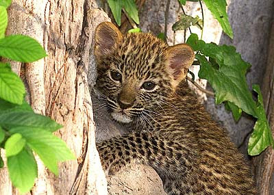 Leopard Background on Aberdare National Park  Kenya   Safari Parks   African Wildlife