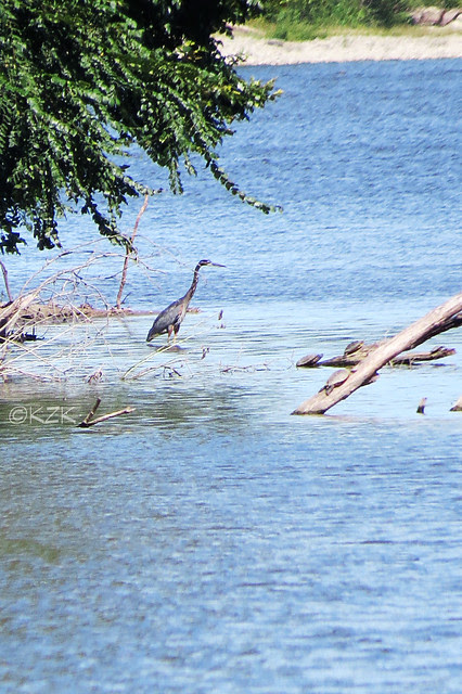 IMG_8326GreatBlueHeron
