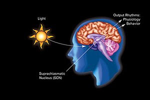 Diagram illustrating the influence of dark-lig...
