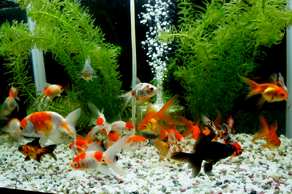 金魚のカタログ的な感じ 混泳水槽にて 伊藤の金魚係日記