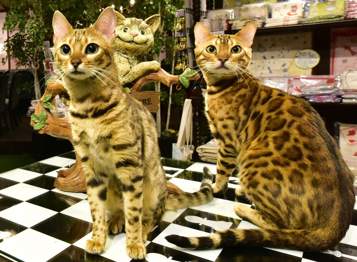 猫カフェ ふれあいフクロウ園 フクロウの森とヒョウ猫の森