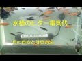 [最新] 60cm 水槽 ヒーター 137263-60cm 水槽 ヒーター