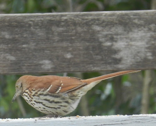 naturenotesDSCN8096