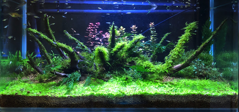 10年ぶり 水草レイアウト 平坂寛のフィールドノート