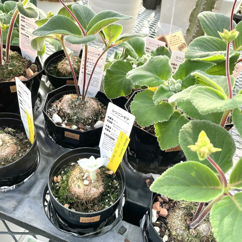 アデニウム パキポ ユーフォルビア入荷です アトリエnana 多肉植物専門店