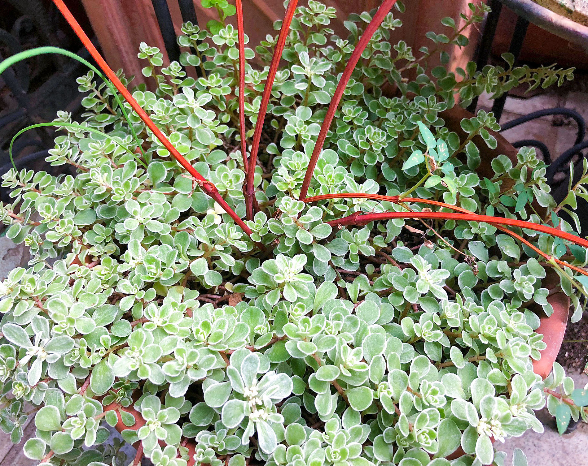 簡単に増えるセダムの増やし方 切り花 Kobiのシークレットガーデン 観葉植物 多肉植物の育て方