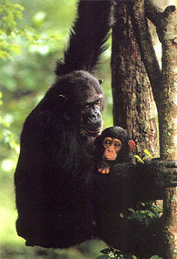Mother with infant chimpanzee living free