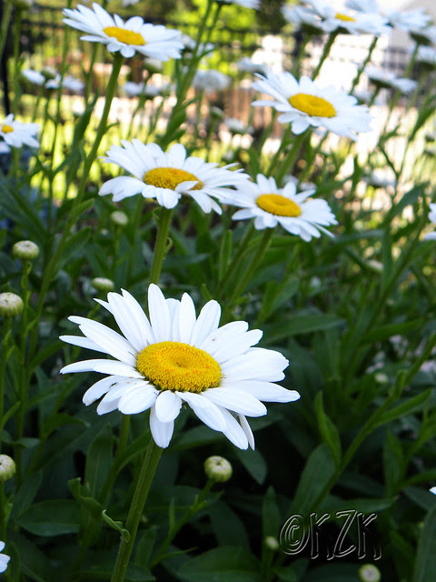 DSCN1799 Daisies