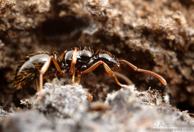 http://www.alexanderwild.com/Ants/Making-a-Living/Cryptic-Ants/atrox4/641471881_xkuKa-S.jpg