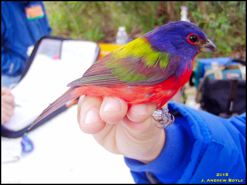 Painted Bunting Painted Bunting